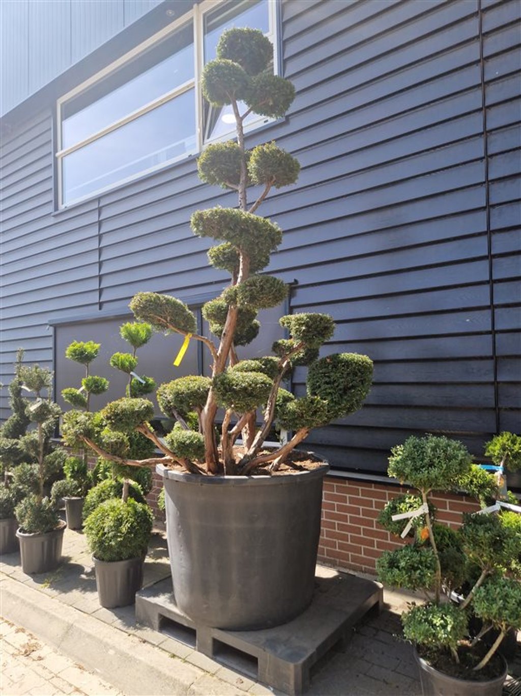 Taxus baccata - 300-325 CM Bonsai Cont.